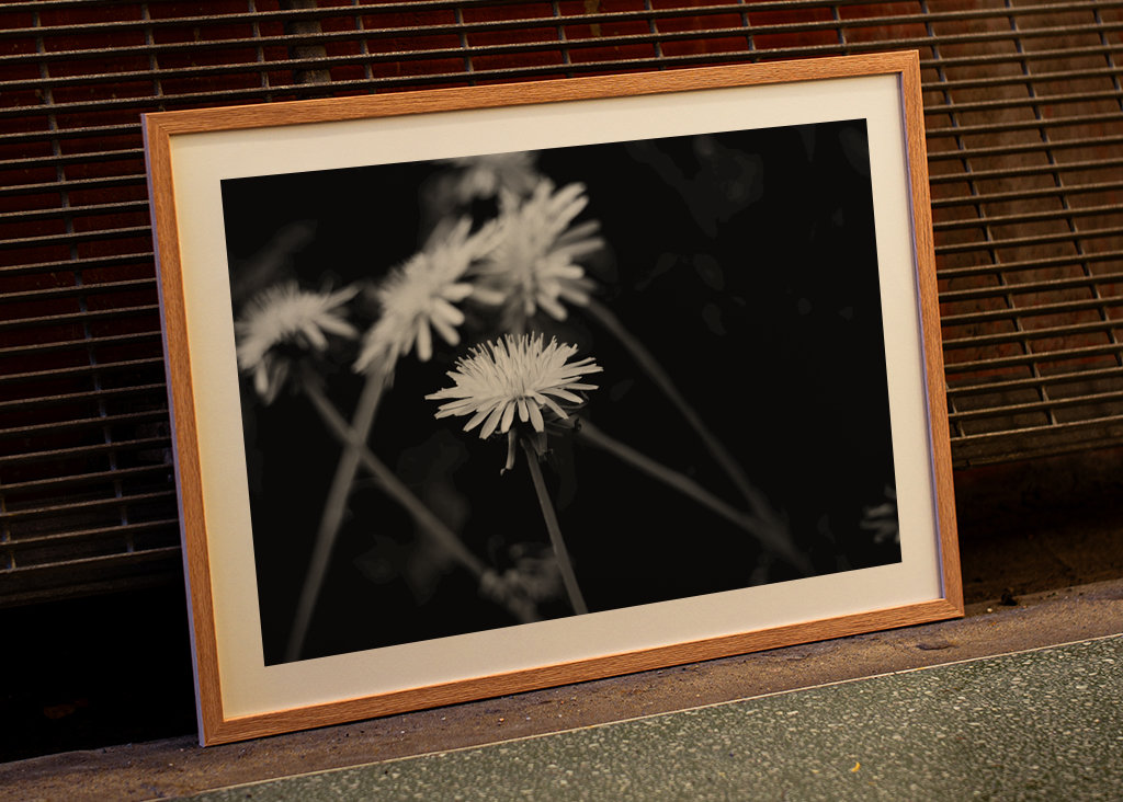 Dandelion in black and white
