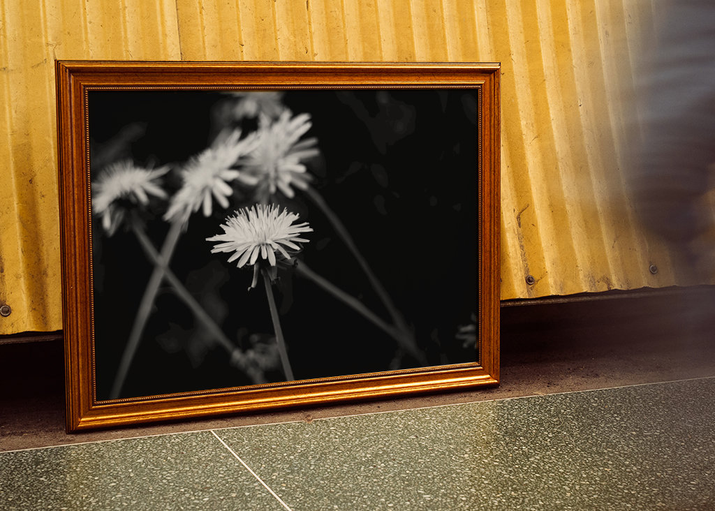 Dandelion in black and white
