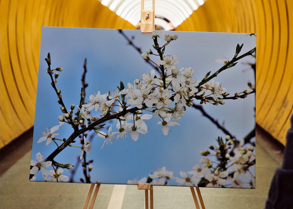 Witte voorjaarsbloemen 