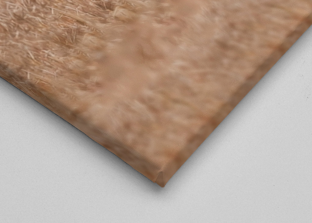 Schwäne, die Liebe zeigen