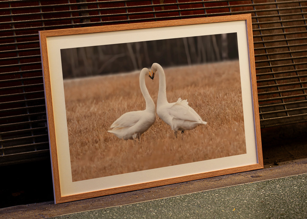 Schwäne, die Liebe zeigen