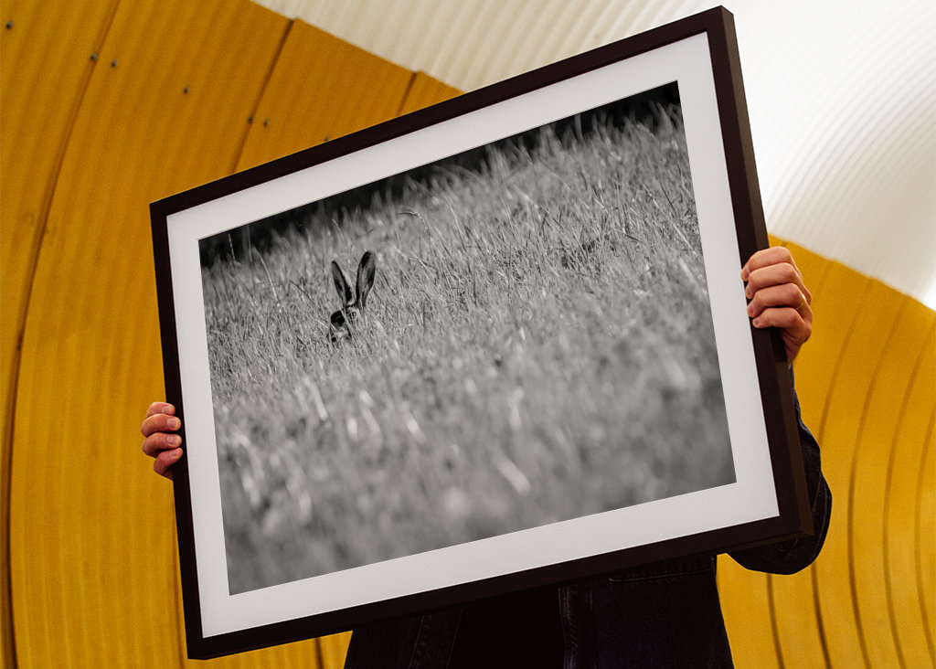 Lièvre dans les hautes herbes