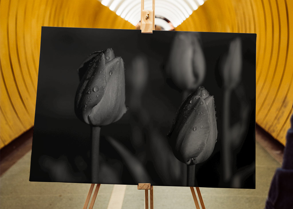 tulips in black and white