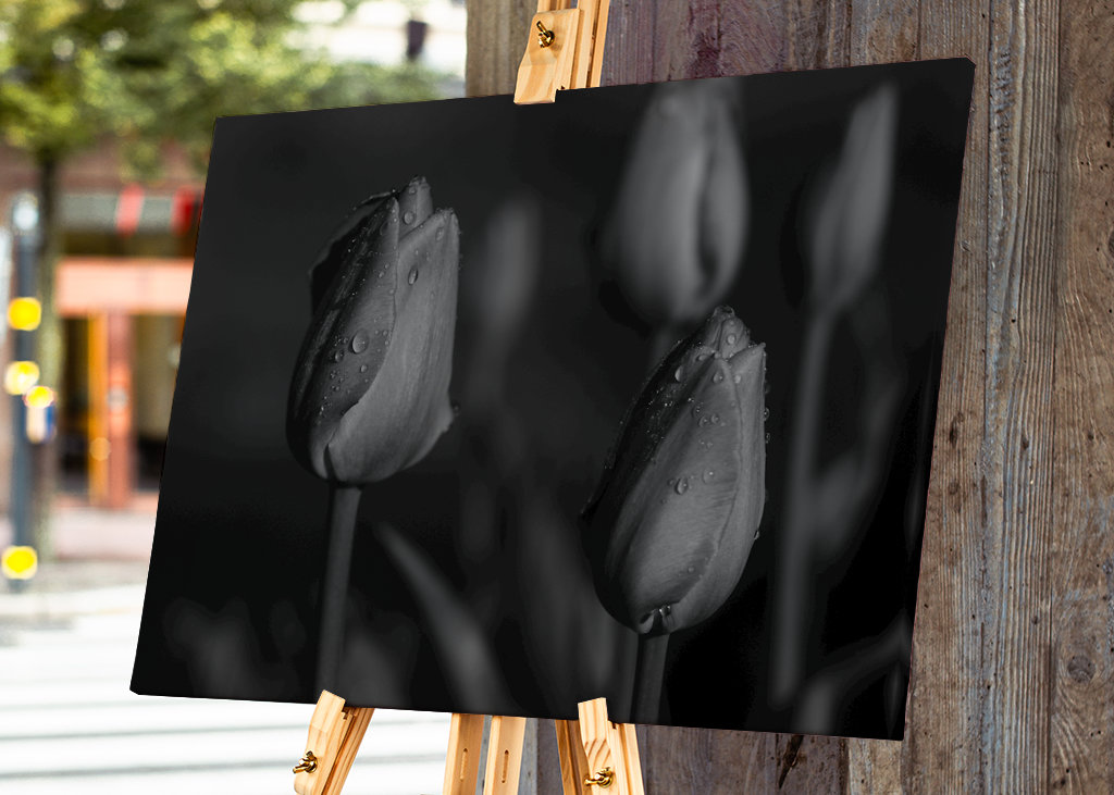 tulips in black and white