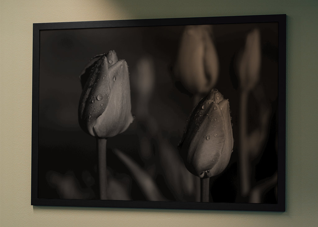 tulips in black and white