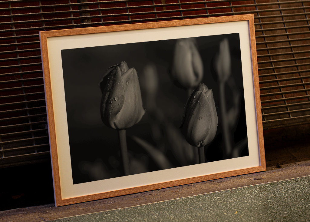 tulips in black and white