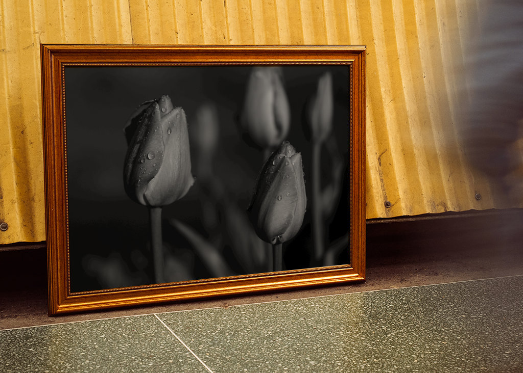 tulips in black and white