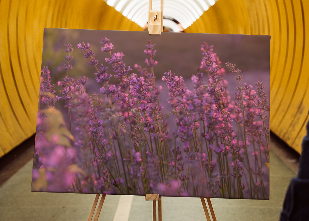 Levendula esti fényben