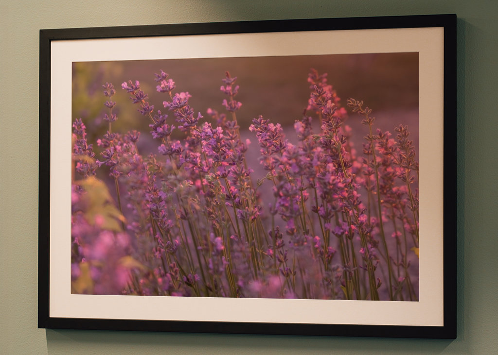 Levendula esti fényben