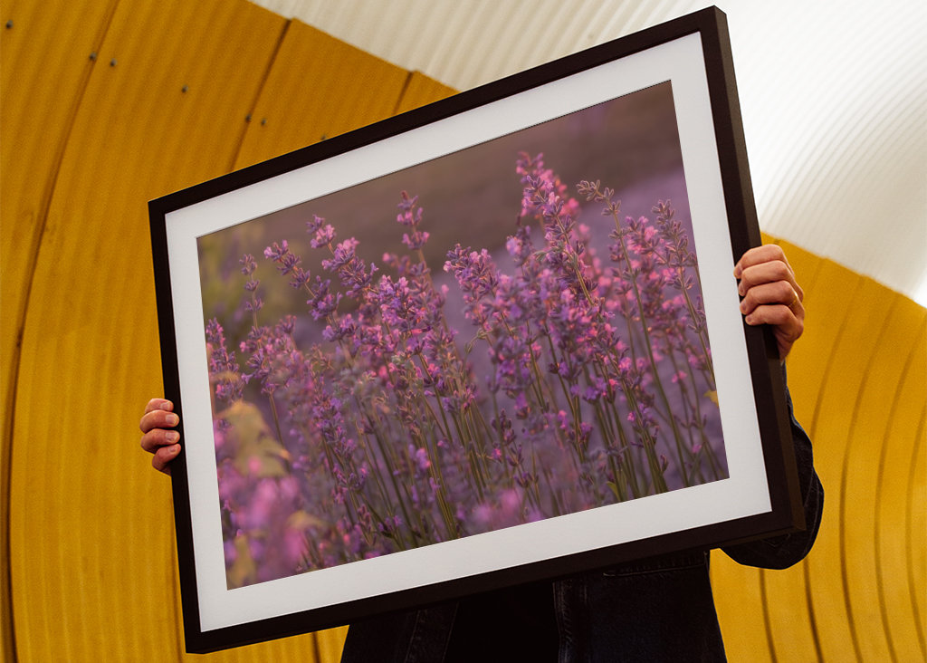 Levendula esti fényben