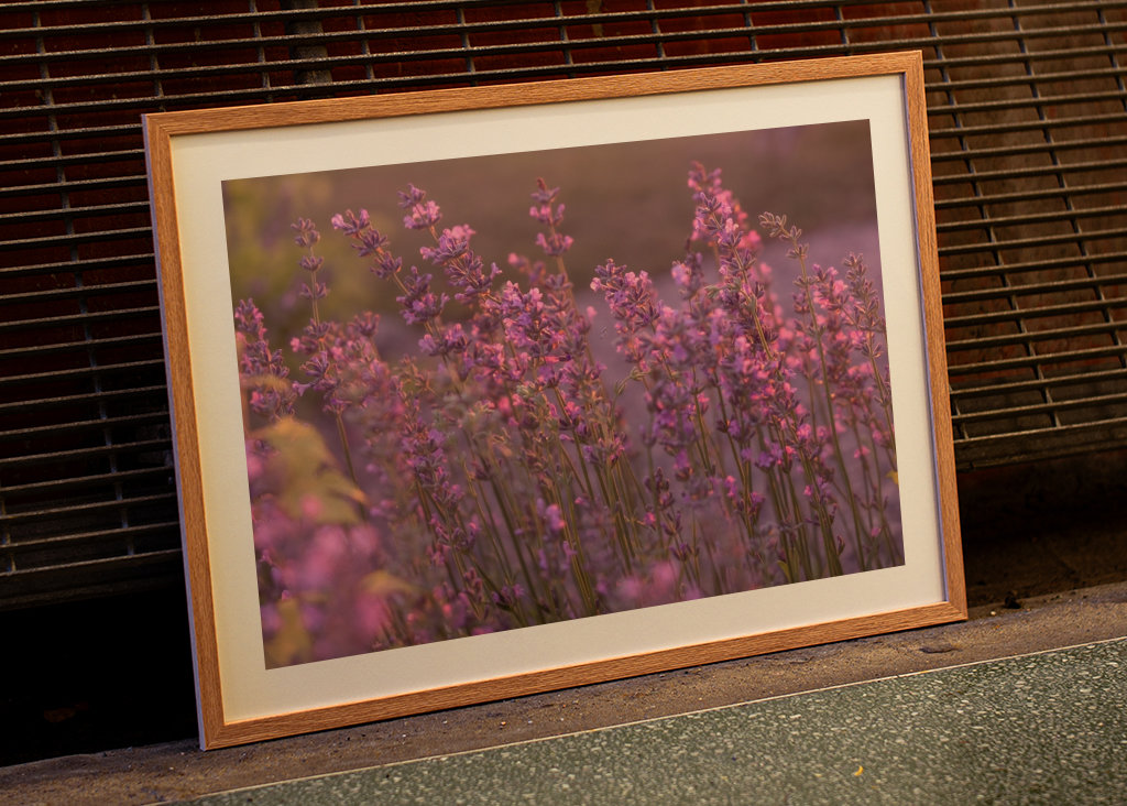 Levendula esti fényben