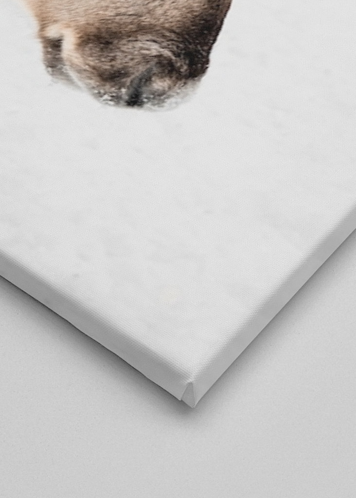 Rensdyrportræt i Norge