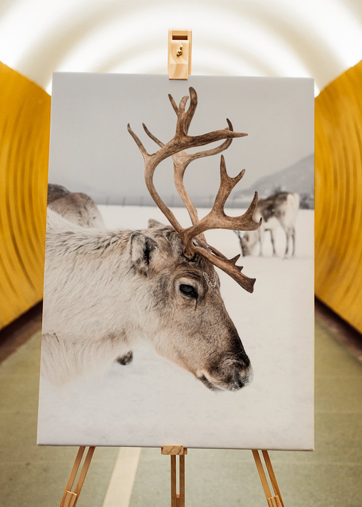 Rensdyrportræt i Norge