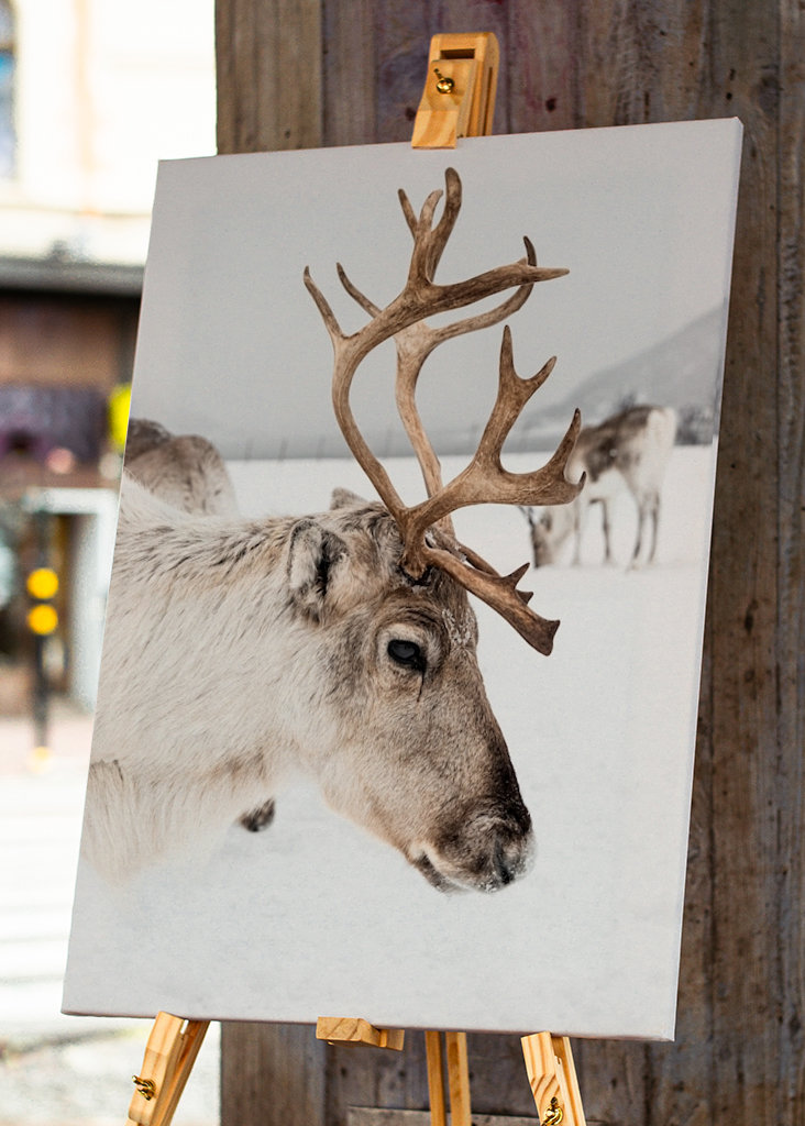 Rensdyrportræt i Norge