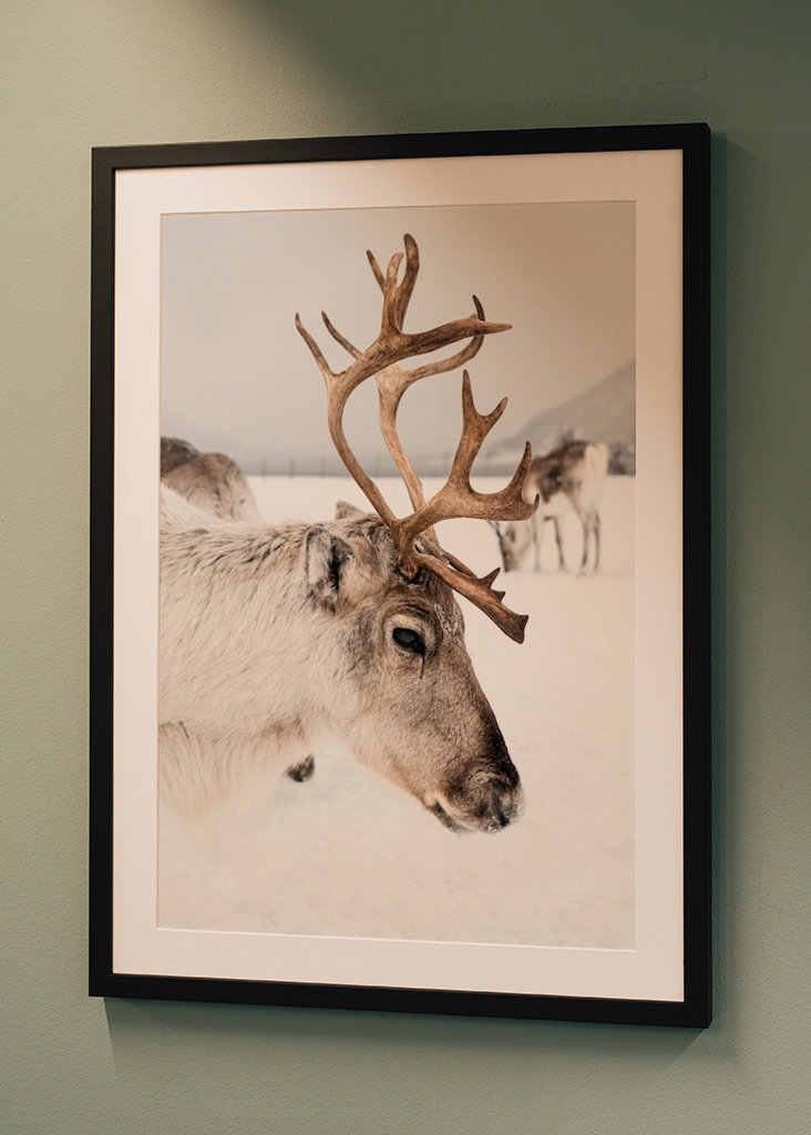 Rensdyrportræt i Norge