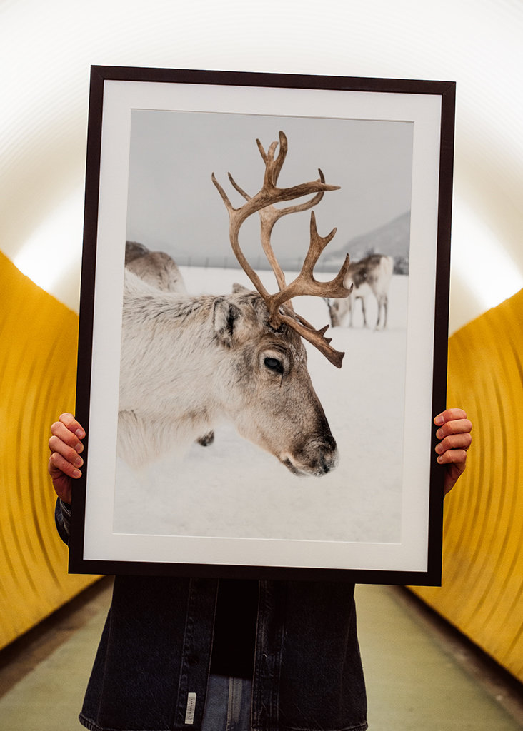 Rensdyrportræt i Norge