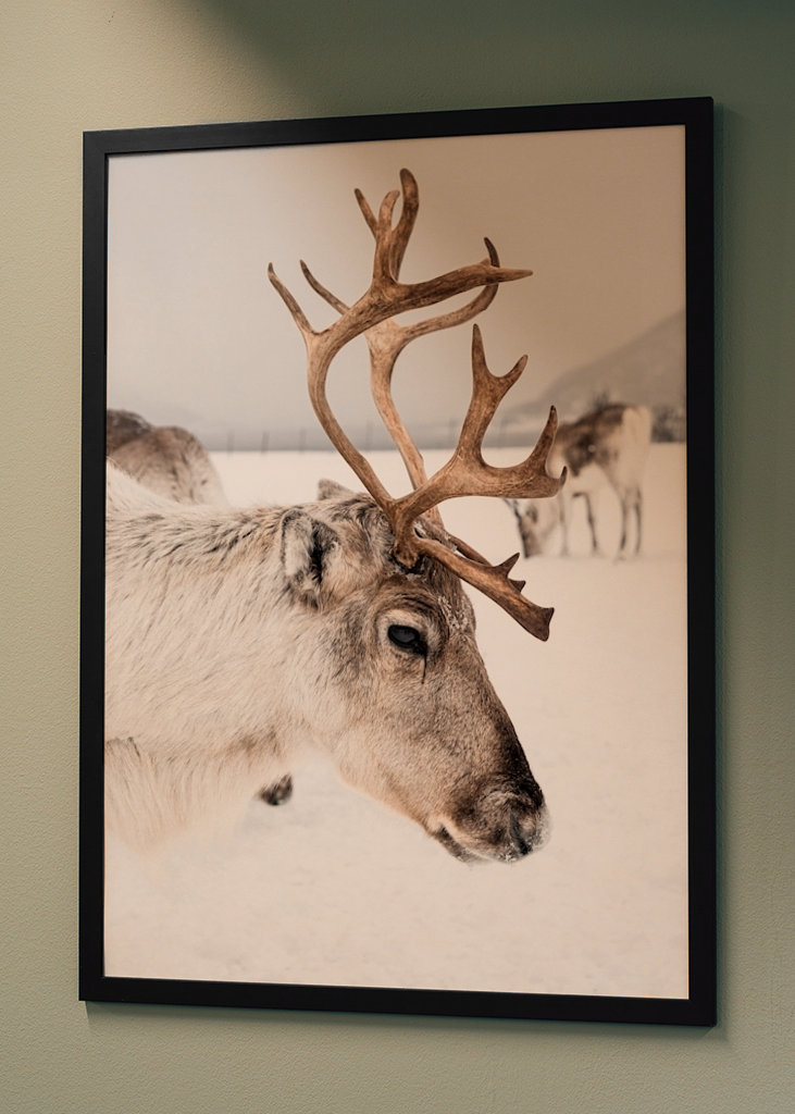 Rensdyrportræt i Norge