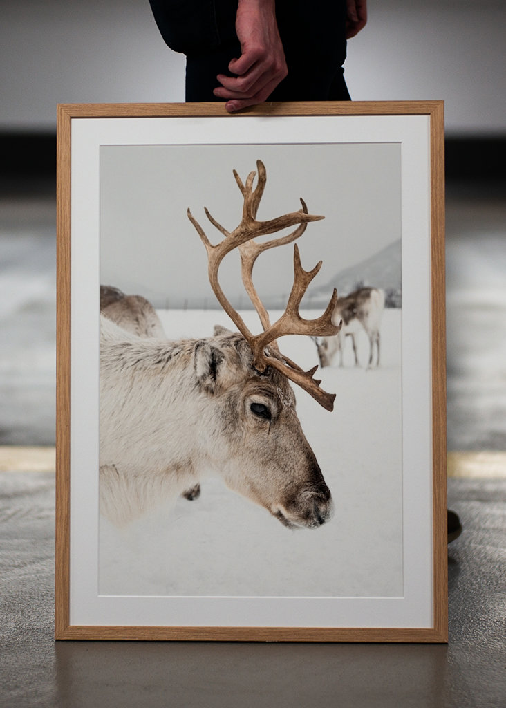 Rensdyrportræt i Norge