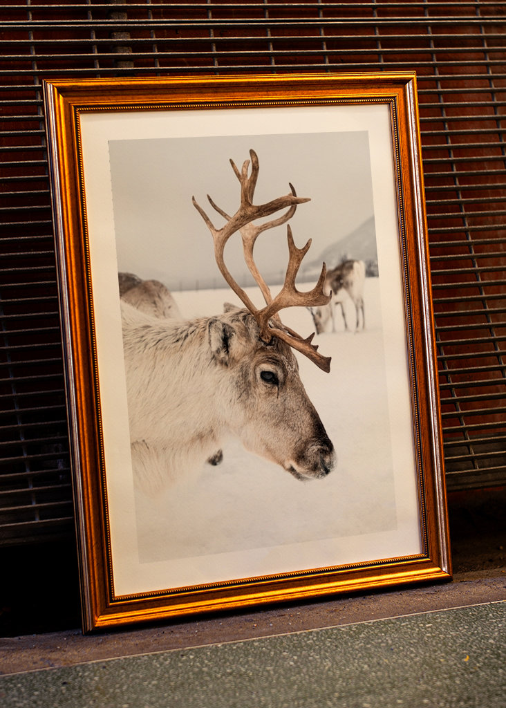 Rensdyrportræt i Norge