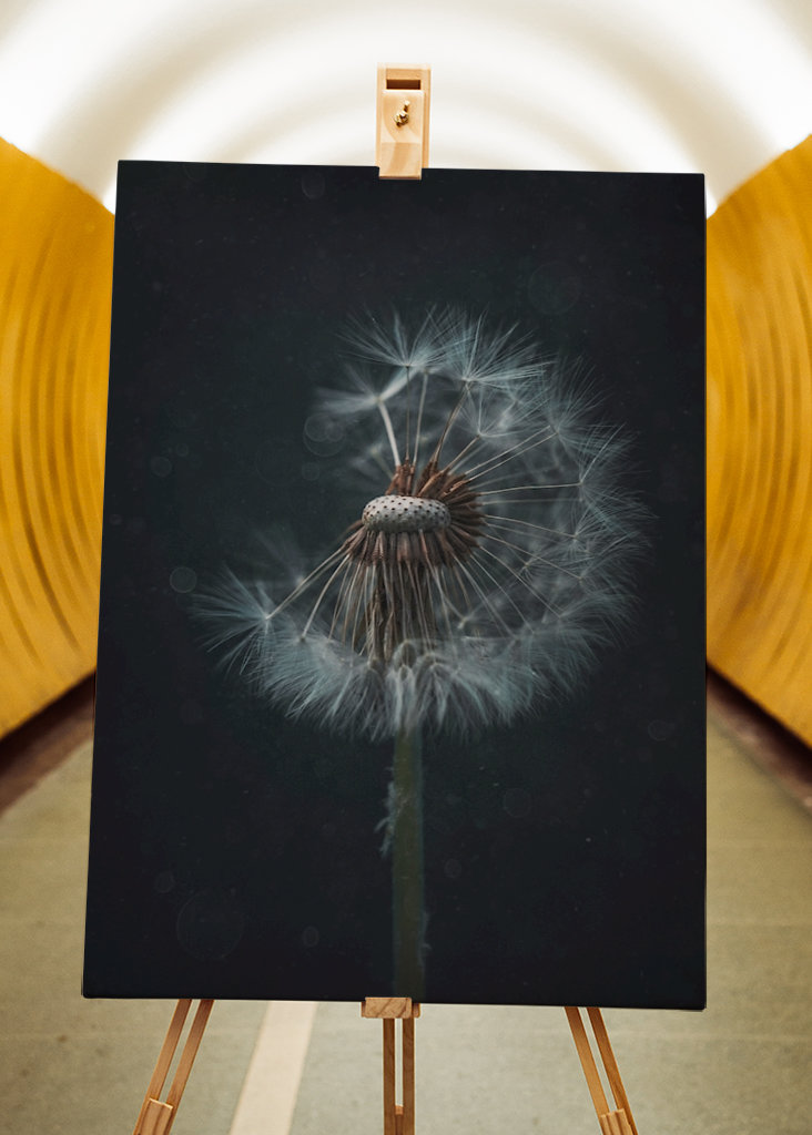 The Dandelion