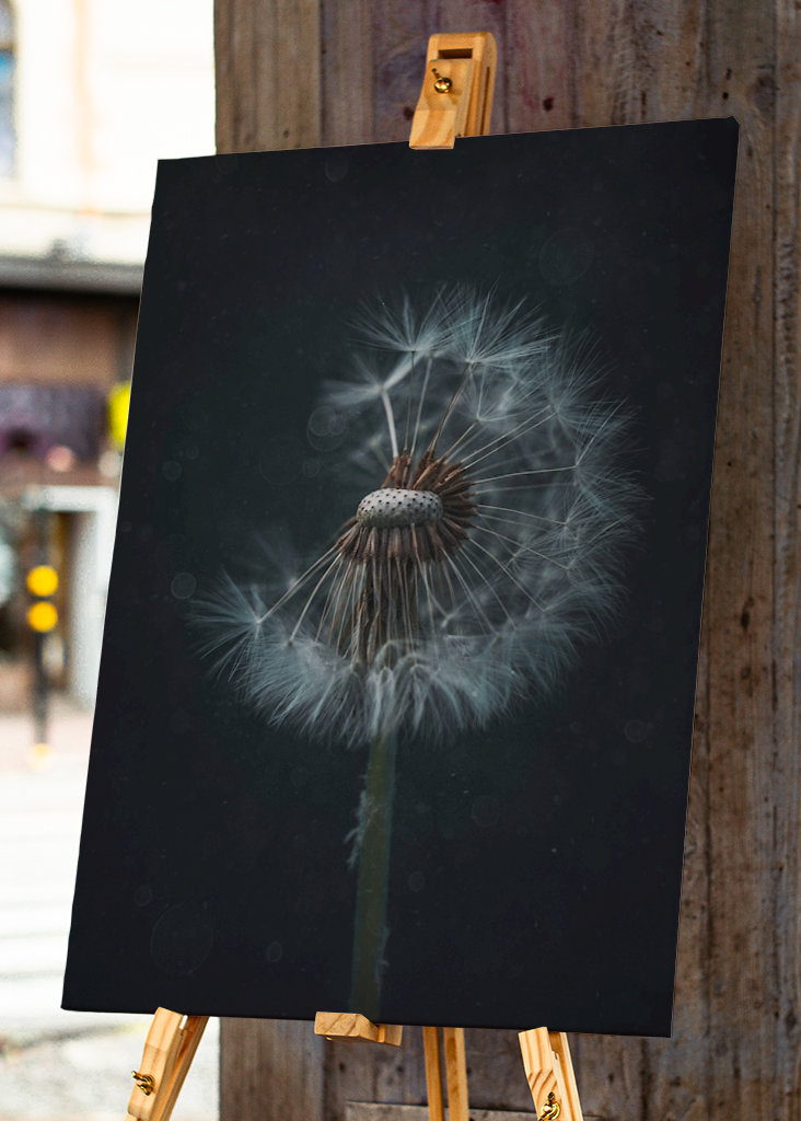 The Dandelion