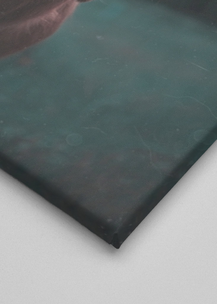 Bovins des Highlands