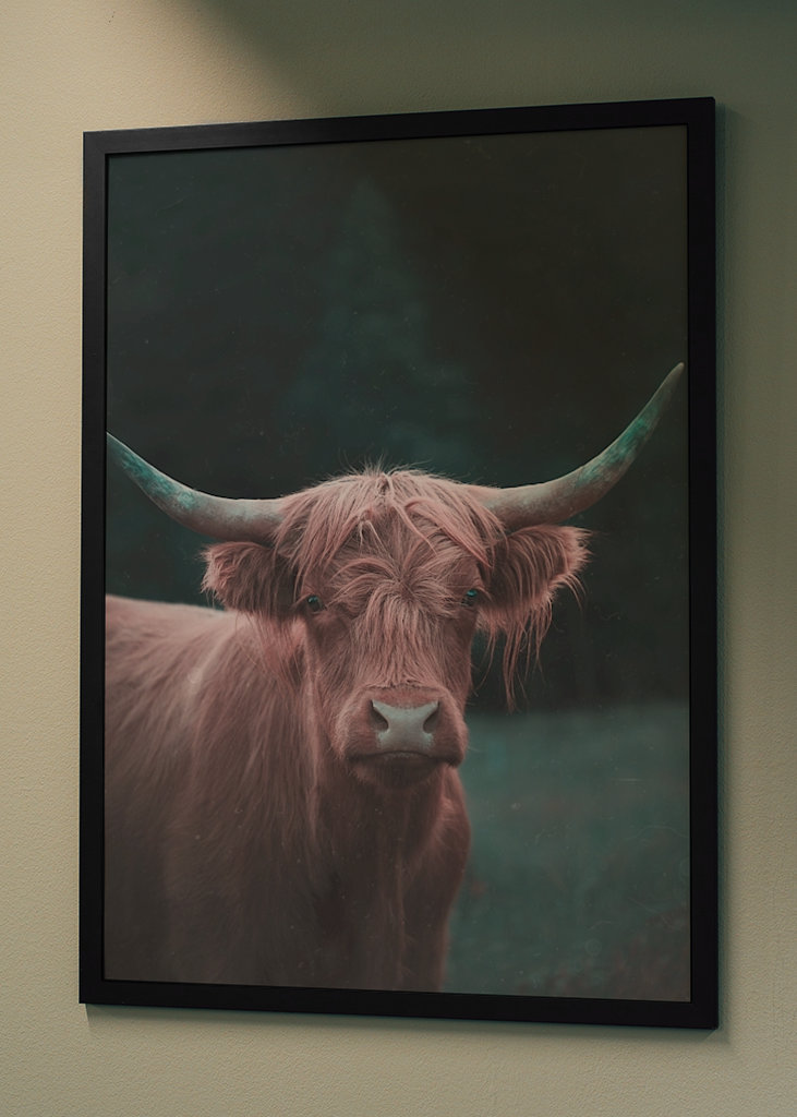 Bovins des Highlands