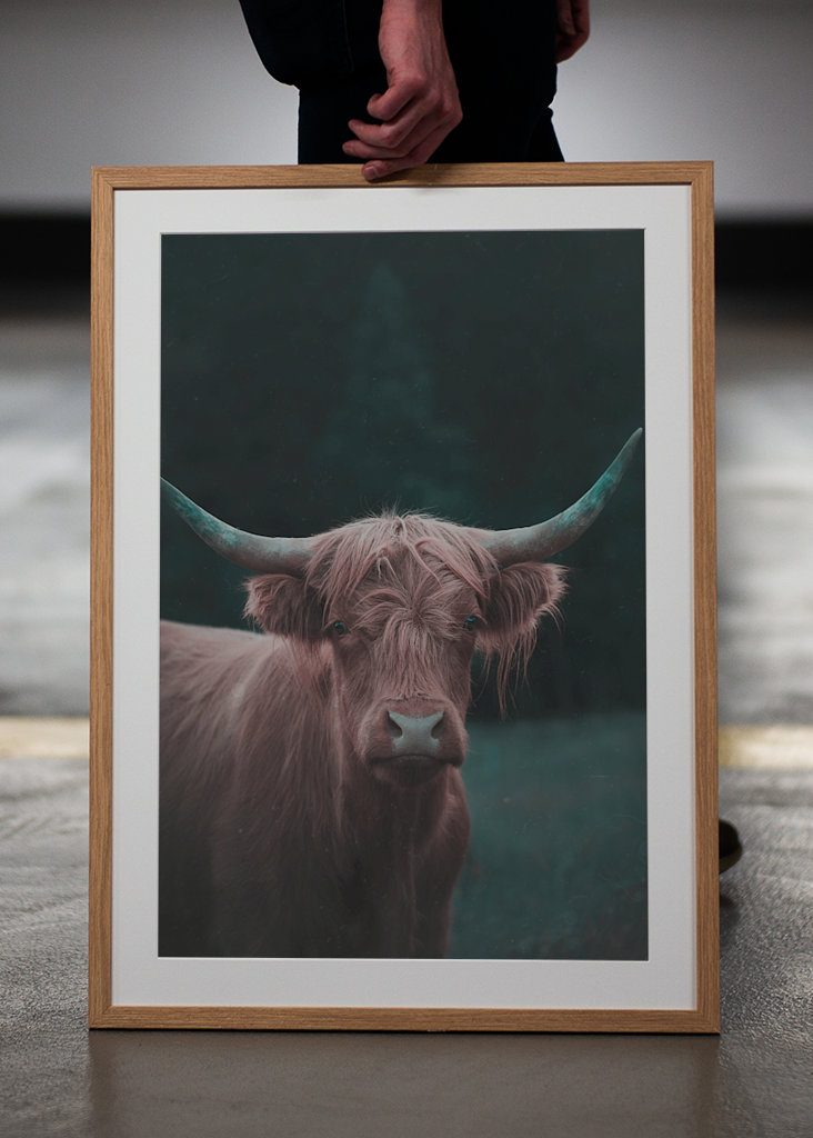 Bovins des Highlands