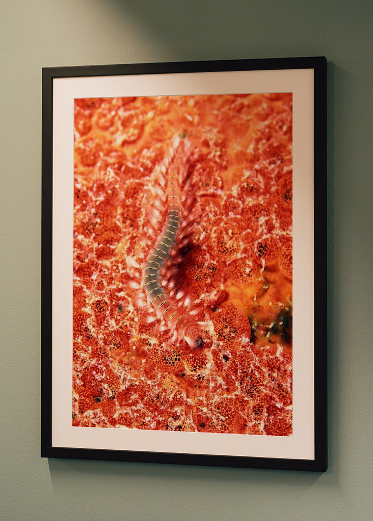 Vuurworm op firecoral