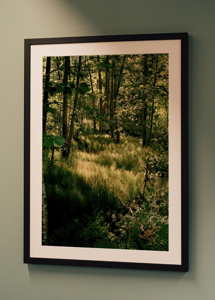 Helsinki Island Forest