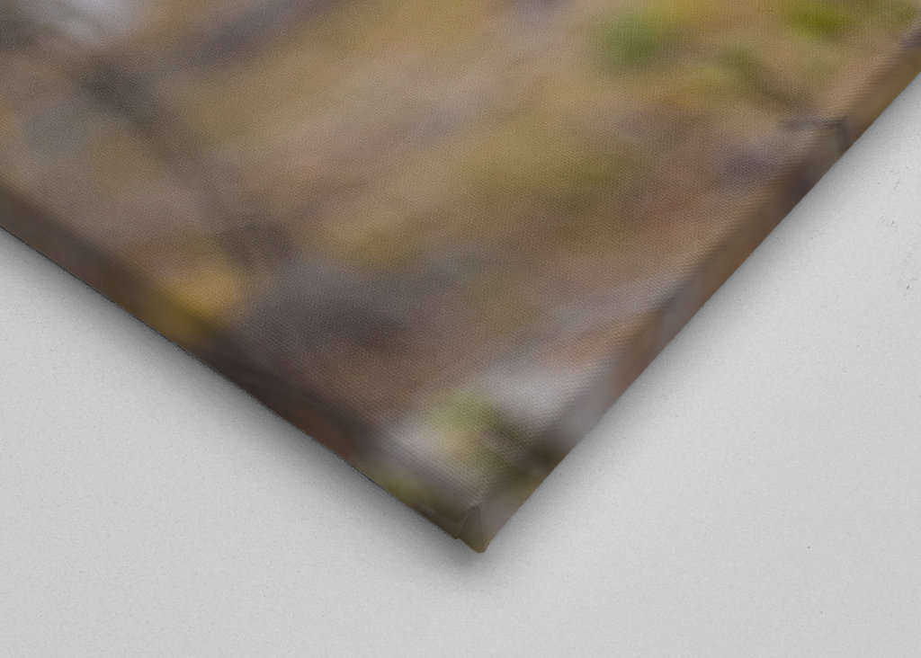 Western Capercallie posing