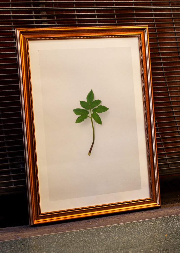 Třešňový list mísy