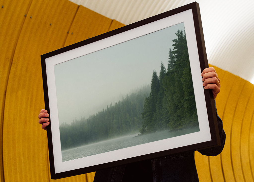 Świerkowy las w porannej mgle