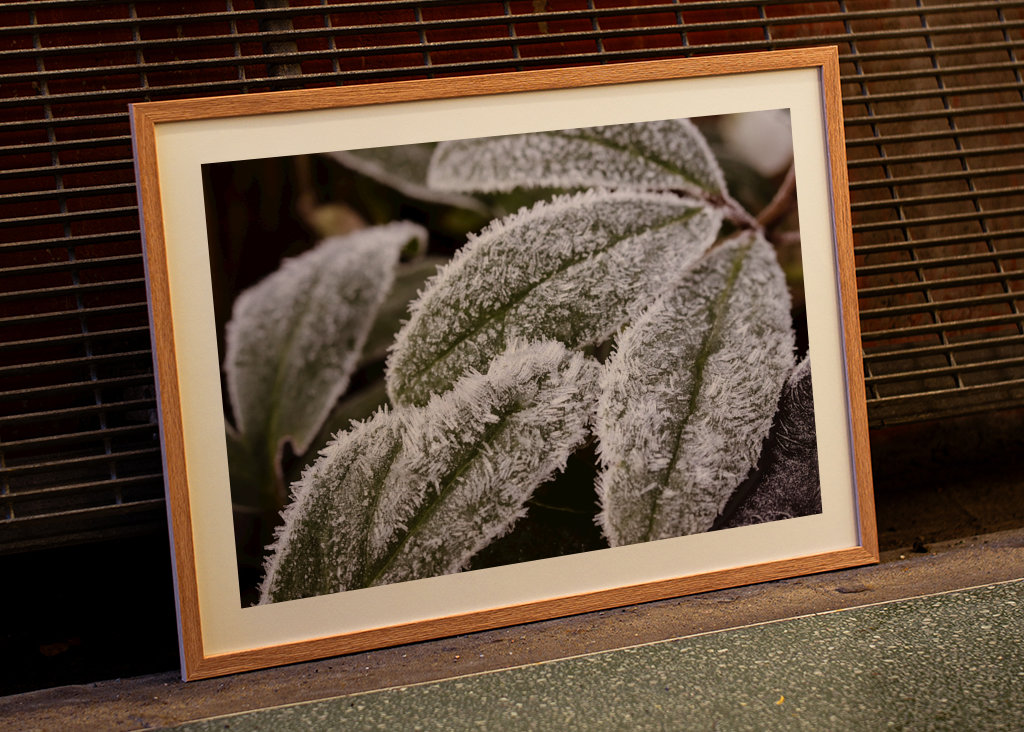 Frostade blad no 2