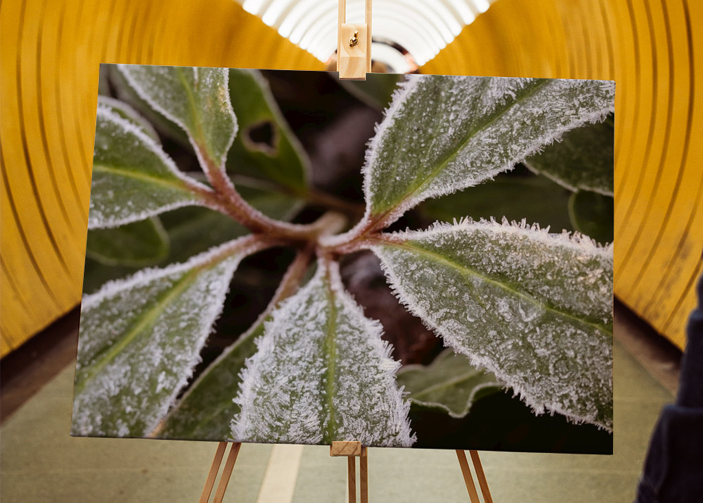 Frostade blad no 1