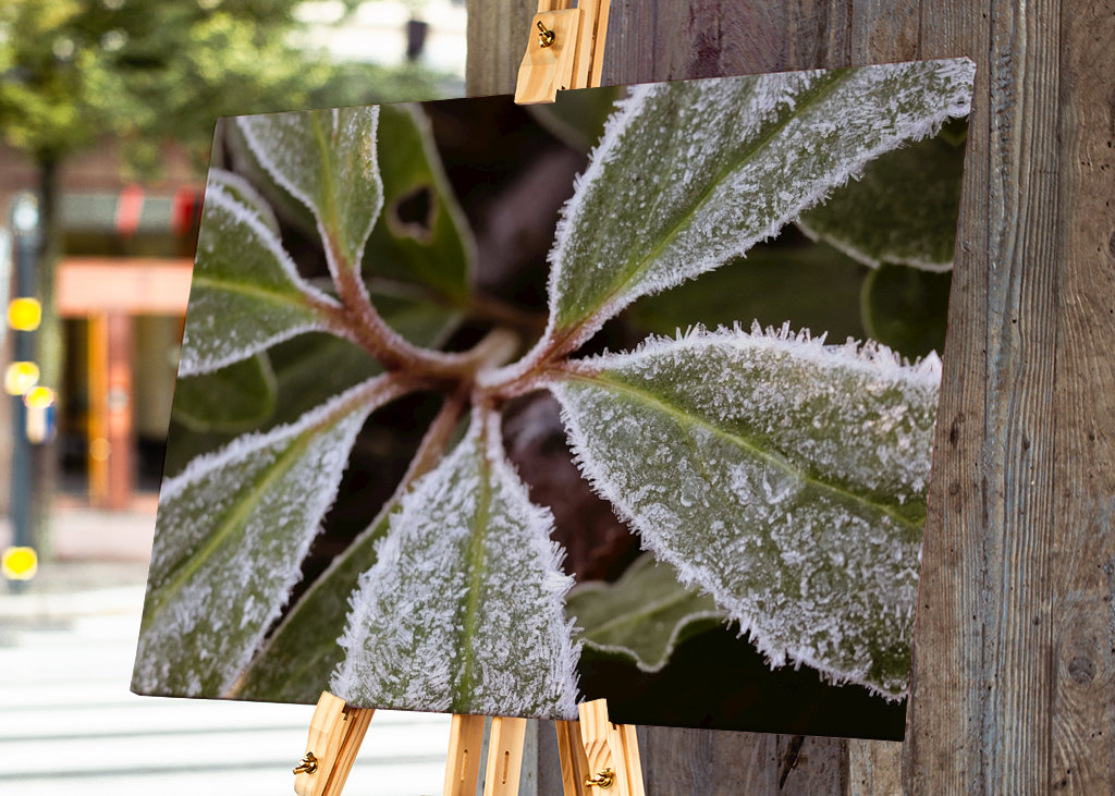 Frostade blad no 1