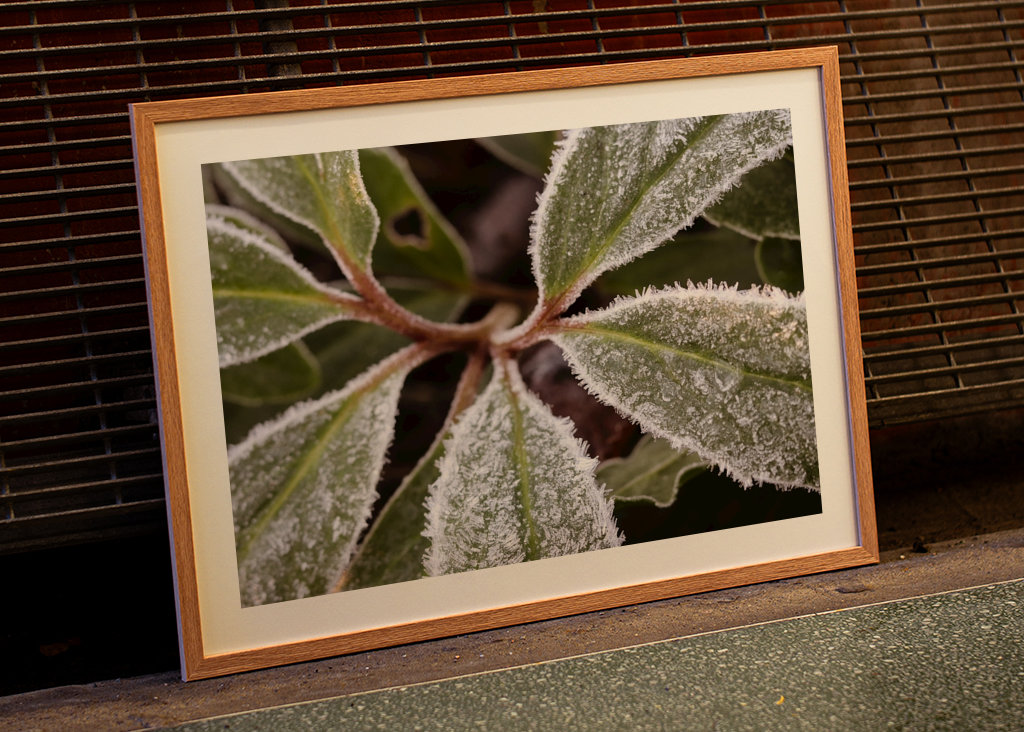 Frostade blad no 1