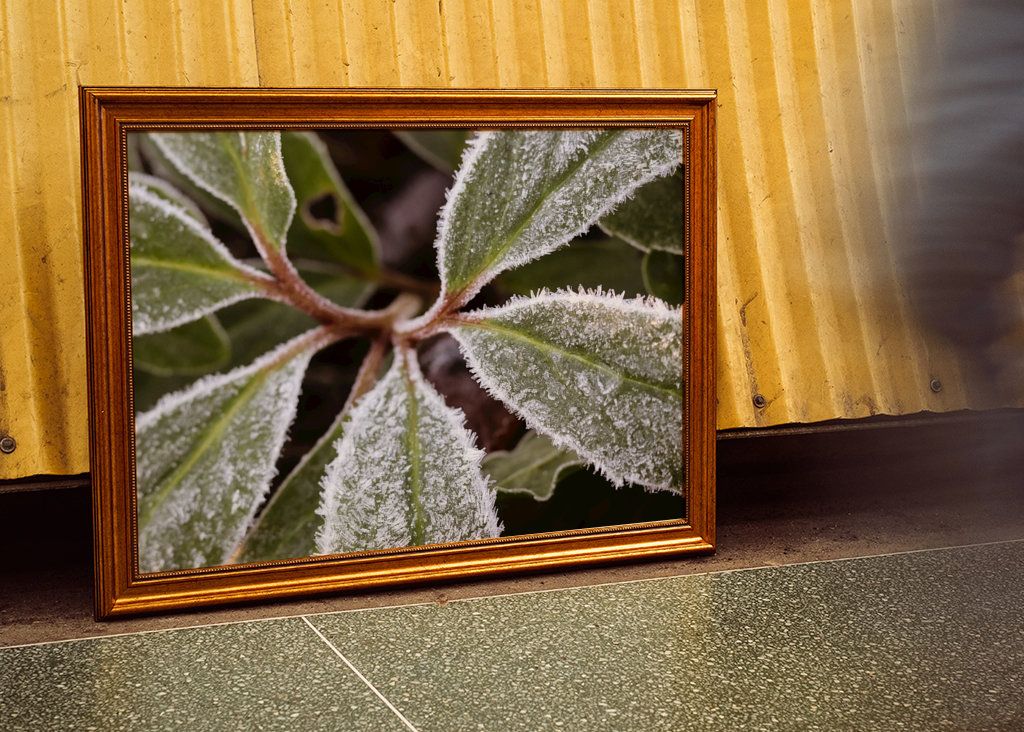 Frostade blad no 1