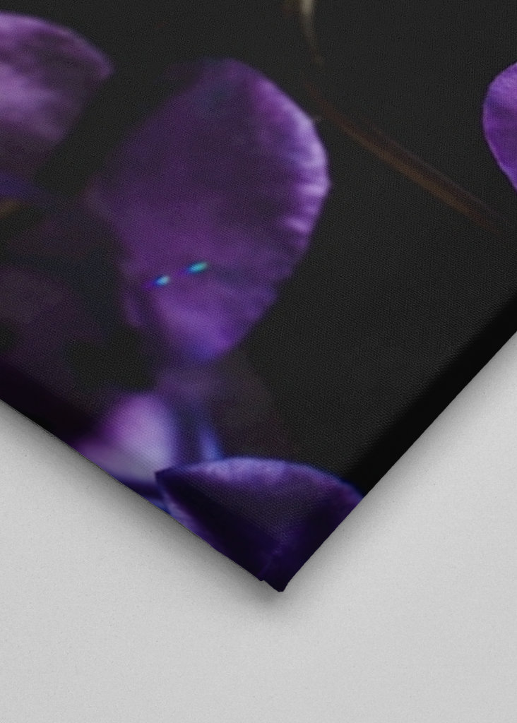 Un gigante nel mondo delle formiche