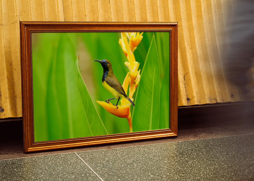 Grünrücken-Nektarvogel