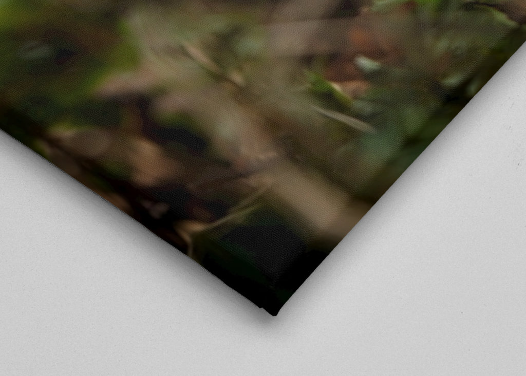 Osamělá sasanka lesní v lese