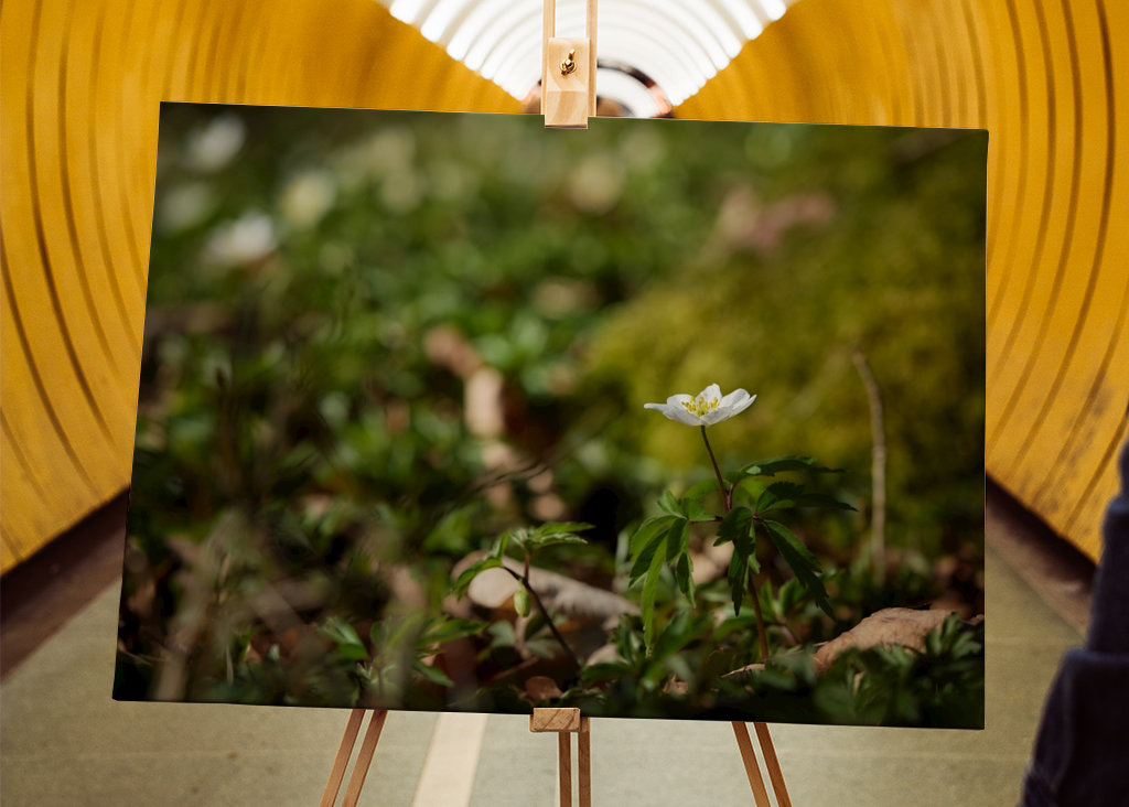 Osamělá sasanka lesní v lese