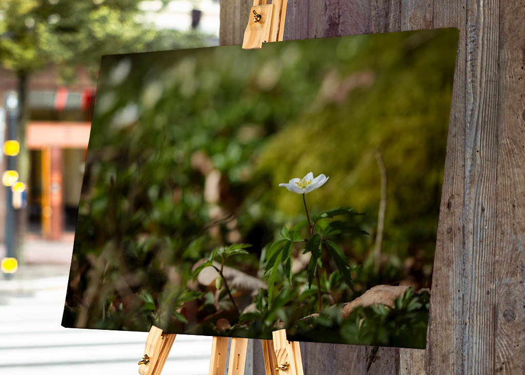 Osamělá sasanka lesní v lese