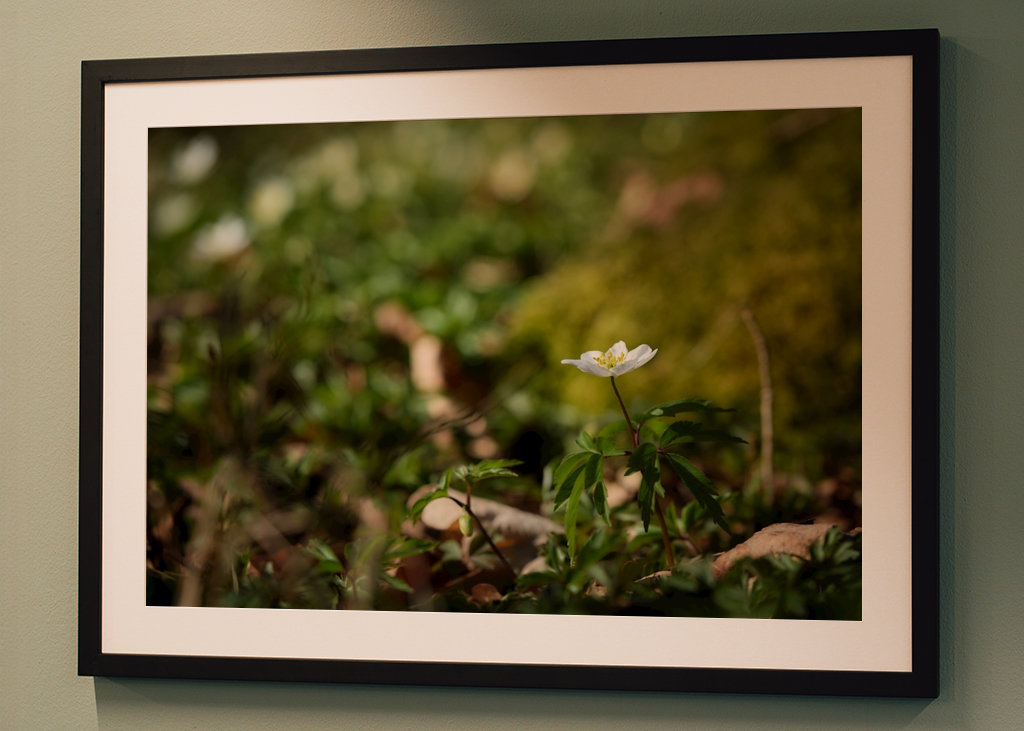 Osamělá sasanka lesní v lese