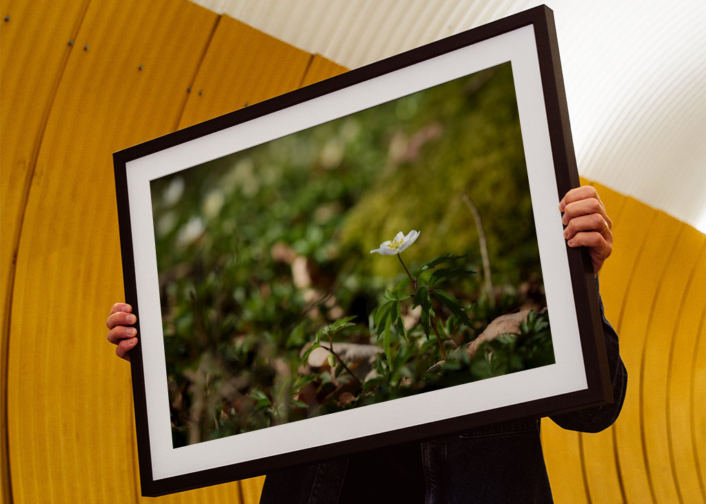 Osamělá sasanka lesní v lese