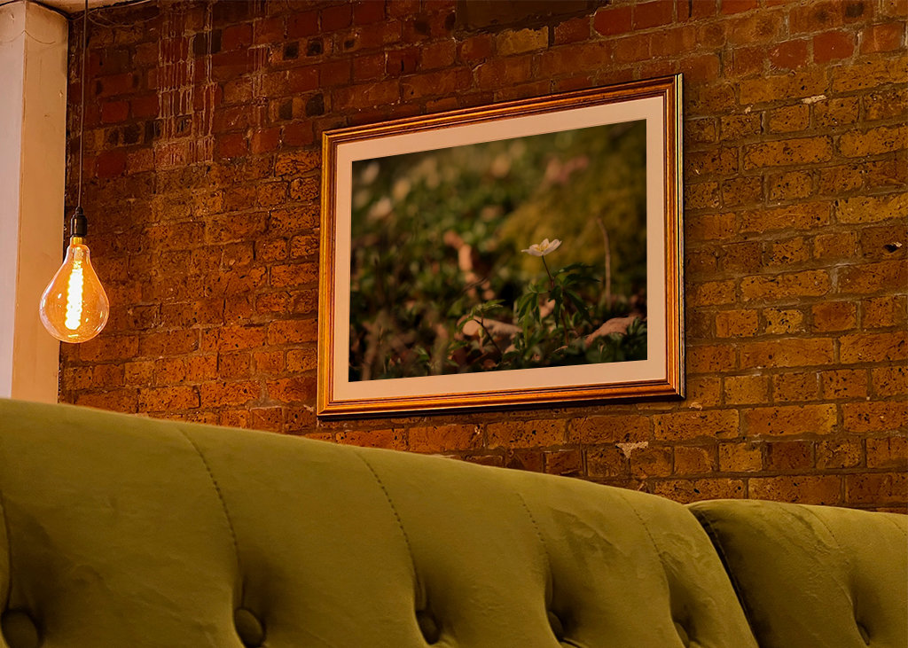 Osamělá sasanka lesní v lese