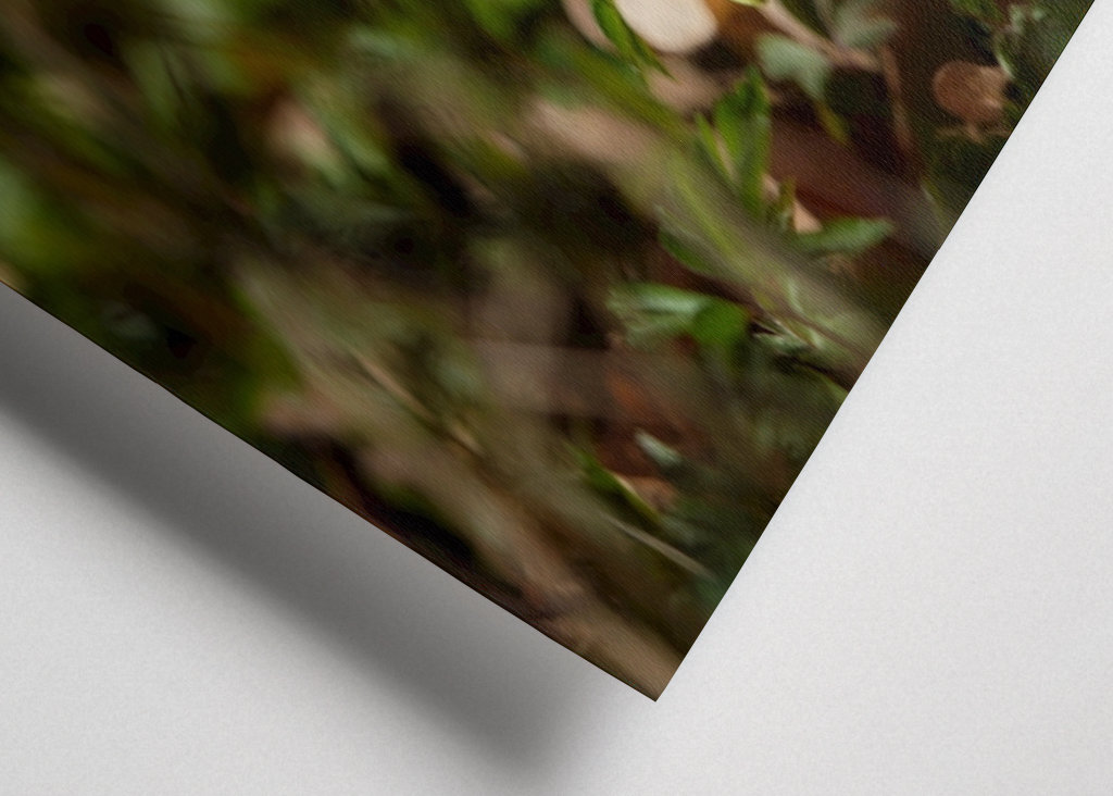 Osamělá sasanka lesní v lese