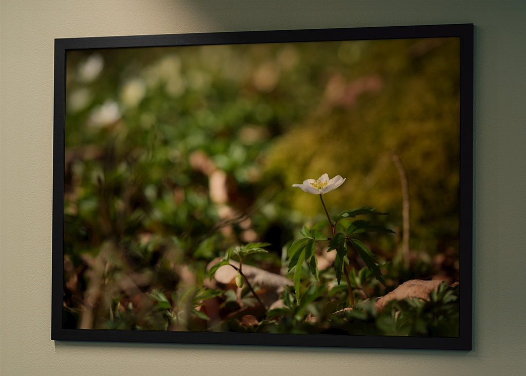 Osamělá sasanka lesní v lese