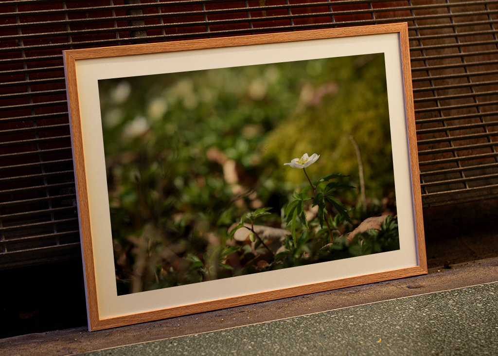 Osamělá sasanka lesní v lese