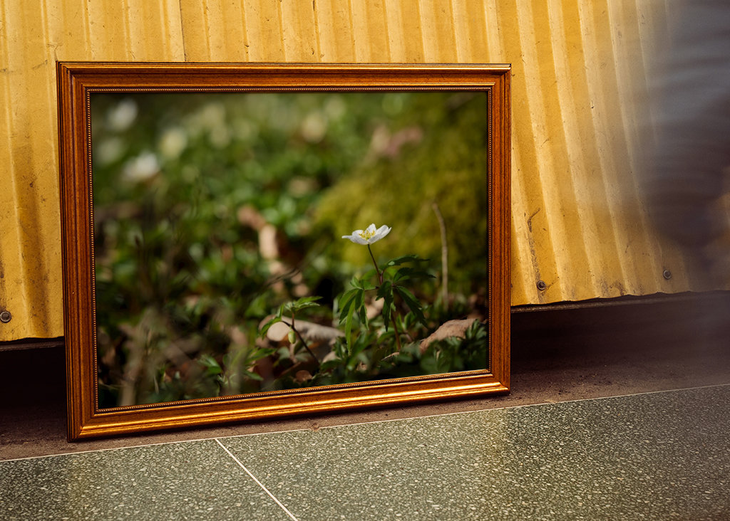 Osamělá sasanka lesní v lese